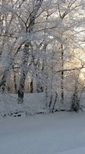 Lade kostenlos 1080x1920 Hintergrundbilder Landschaft,Winterreifen,Bäume,Schnee für Handy oder Tablet herunter.
