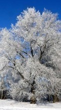 Lade kostenlos Hintergrundbilder Pflanzen,Winterreifen,Bäume,Schnee für Handy oder Tablet herunter.