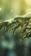 Lade kostenlos Hintergrundbilder Tannenbaum,Hintergrund,Schnee für Handy oder Tablet herunter.