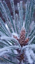 Lade kostenlos Hintergrundbilder Pflanzen,Winterreifen,Nadeln,Tannenbaum für Handy oder Tablet herunter.