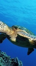 Lade kostenlos 540x960 Hintergrundbilder Tiere,Turtles,Sea für Handy oder Tablet herunter.