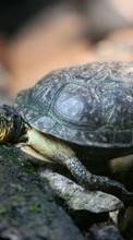 Lade kostenlos Hintergrundbilder Turtles,Tiere für Handy oder Tablet herunter.