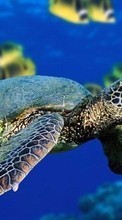 Lade kostenlos Hintergrundbilder Turtles,Tiere für Handy oder Tablet herunter.