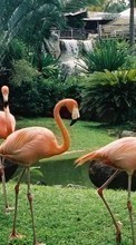 Lade kostenlos 240x400 Hintergrundbilder Tiere,Vögel,Flamingo für Handy oder Tablet herunter.