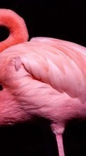 Lade kostenlos 1024x600 Hintergrundbilder Tiere,Vögel,Flamingo für Handy oder Tablet herunter.