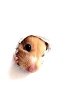 Lade kostenlos Hintergrundbilder Hintergrund,Mäuse,Tiere für Handy oder Tablet herunter.