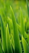 Lade kostenlos 800x480 Hintergrundbilder Pflanzen,Grass,Hintergrund für Handy oder Tablet herunter.