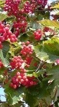 Lade kostenlos Hintergrundbilder Pflanzen,Obst,Berries für Handy oder Tablet herunter.