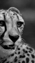 Lade kostenlos Hintergrundbilder Tiere,Geparden für Handy oder Tablet herunter.
