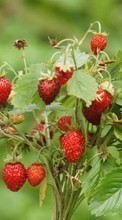 Lade kostenlos Hintergrundbilder Berries,Erdbeere,Pflanzen für Handy oder Tablet herunter.