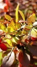 Lade kostenlos Hintergrundbilder Berries,Blätter,Pflanzen für Handy oder Tablet herunter.