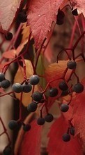 Lade kostenlos Hintergrundbilder Berries,Blätter,Pflanzen für Handy oder Tablet herunter.