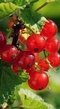 Lade kostenlos Hintergrundbilder Pflanzen,Berries,Johannisbeere für Handy oder Tablet herunter.