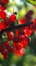 Lade kostenlos Hintergrundbilder Berries,Pflanzen,Johannisbeere für Handy oder Tablet herunter.
