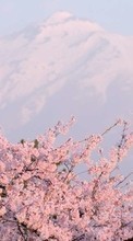 Lade kostenlos Hintergrundbilder Mountains,Landschaft,Sakura für Handy oder Tablet herunter.