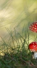 Lade kostenlos 320x240 Hintergrundbilder Pflanzen,Pilze für Handy oder Tablet herunter.