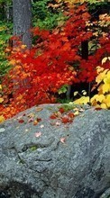 Lade kostenlos 1024x600 Hintergrundbilder Pflanzen,Landschaft,Stones,Herbst,Blätter für Handy oder Tablet herunter.