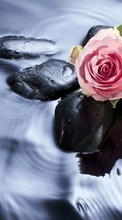 Lade kostenlos Hintergrundbilder Wasser,Stones,Roses,Pflanzen für Handy oder Tablet herunter.
