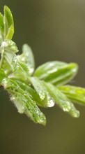 Lade kostenlos Hintergrundbilder Pflanzen,Drops für Handy oder Tablet herunter.