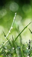 Lade kostenlos Hintergrundbilder Drops,Pflanzen,Grass für Handy oder Tablet herunter.