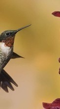 Lade kostenlos Hintergrundbilder Tiere,Vögel,Kolibris für Handy oder Tablet herunter.