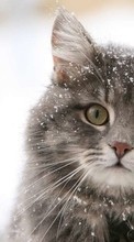 Lade kostenlos 240x320 Hintergrundbilder Tiere,Katzen,Schnee für Handy oder Tablet herunter.