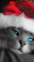 Lade kostenlos 240x320 Hintergrundbilder Feiertage,Tiere,Katzen,Neujahr,Weihnachten für Handy oder Tablet herunter.