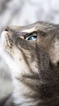 Lade kostenlos 1024x600 Hintergrundbilder Tiere,Katzen für Handy oder Tablet herunter.