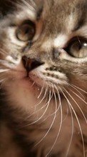 Lade kostenlos 540x960 Hintergrundbilder Tiere,Katzen für Handy oder Tablet herunter.