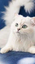 Lade kostenlos 1024x600 Hintergrundbilder Tiere,Katzen für Handy oder Tablet herunter.