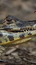 Lade kostenlos Hintergrundbilder Crocodiles,Tiere für Handy oder Tablet herunter.