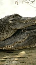 Lade kostenlos 320x480 Hintergrundbilder Tiere,Crocodiles für Handy oder Tablet herunter.