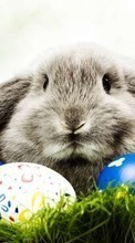 Lade kostenlos Hintergrundbilder Feiertage,Tiere,Ostern,Kaninchen für Handy oder Tablet herunter.