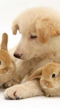 Lade kostenlos Hintergrundbilder Kaninchen,Hunde,Tiere für Handy oder Tablet herunter.