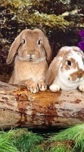 Lade kostenlos Hintergrundbilder Tiere,Nagetiere,Kaninchen für Handy oder Tablet herunter.