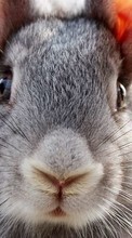 Lade kostenlos Hintergrundbilder Tiere,Kaninchen für Handy oder Tablet herunter.