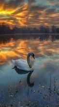 Lade kostenlos Hintergrundbilder Tiere,Landschaft,Vögel,Sunset,Swans,Seen für Handy oder Tablet herunter.