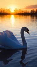 Lade kostenlos Hintergrundbilder Tiere,Landschaft,Sunset,Swans,Seen für Handy oder Tablet herunter.