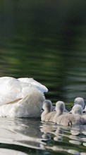 Lade kostenlos Hintergrundbilder Swans,Landschaft,Vögel für Handy oder Tablet herunter.