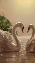 Lade kostenlos Hintergrundbilder Swans,Vögel,Bilder für Handy oder Tablet herunter.