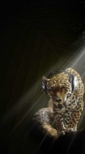 Lade kostenlos Hintergrundbilder Humor,Musik,Tiere,Leopards für Handy oder Tablet herunter.