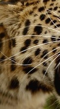 Lade kostenlos Hintergrundbilder Leopards,Katzen,Tiere für Handy oder Tablet herunter.