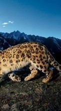 Lade kostenlos Hintergrundbilder Leopards,Tigers,Tiere für Handy oder Tablet herunter.