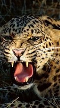 Lade kostenlos 800x480 Hintergrundbilder Tiere,Leopards für Handy oder Tablet herunter.