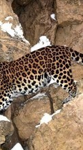 Lade kostenlos 320x240 Hintergrundbilder Tiere,Leopards für Handy oder Tablet herunter.