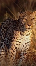 Lade kostenlos 1080x1920 Hintergrundbilder Tiere,Leopards für Handy oder Tablet herunter.