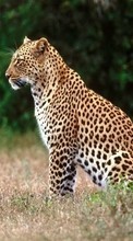 Lade kostenlos 128x160 Hintergrundbilder Tiere,Leopards für Handy oder Tablet herunter.