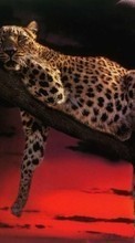 Lade kostenlos 128x160 Hintergrundbilder Tiere,Leopards für Handy oder Tablet herunter.