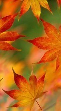 Lade kostenlos Hintergrundbilder Blätter,Objekte,Herbst für Handy oder Tablet herunter.