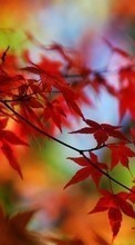Lade kostenlos 320x240 Hintergrundbilder Pflanzen,Herbst,Blätter für Handy oder Tablet herunter.